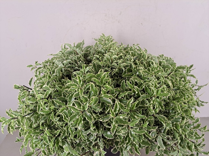 <h4>PITTO NIGRA 150GR</h4>