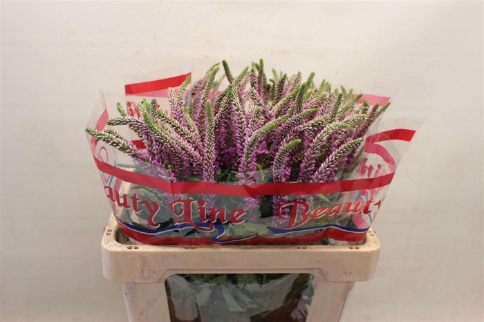 <h4>VERON L SKYLER PINK</h4>