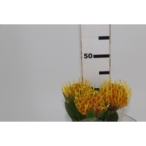 PROTEA LEUCOSPERMUM AMARELO