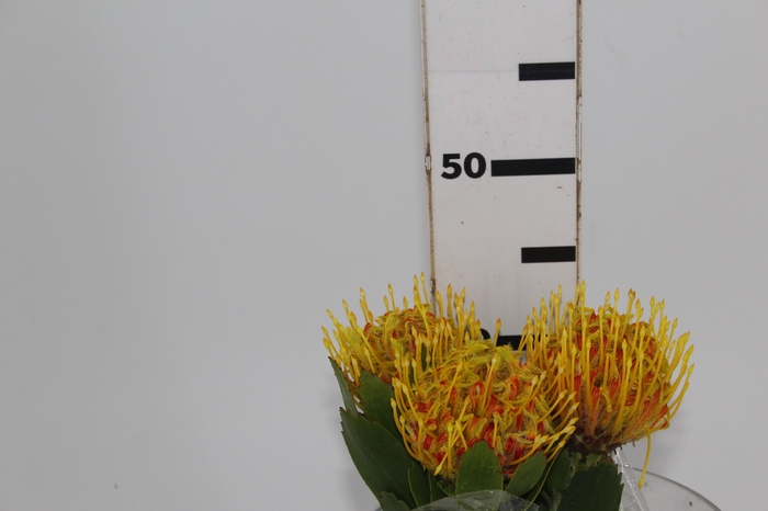 <h4>PROTEA LEUCOSPERMUM AMARELO</h4>