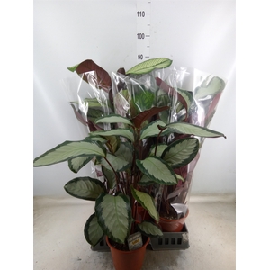 Calathea   ...mix