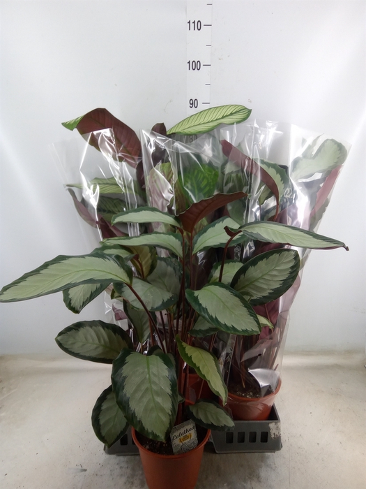 <h4>Calathea   ...mix</h4>