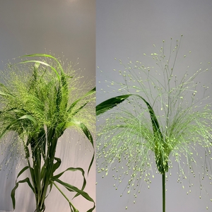 Grasses - Panicum Fountain Grass