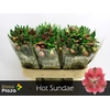 ALSTR HOT SUNDAE