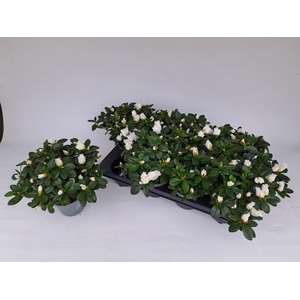 RHODO SI WITTE VOGEL