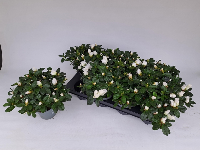 <h4>RHODO SI WITTE VOGEL</h4>