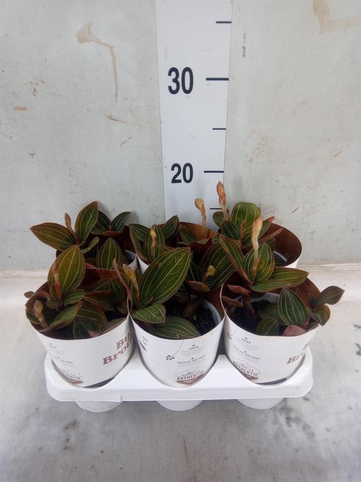 <h4>Ludisia discolor</h4>