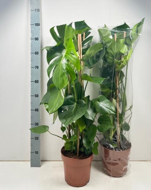 MONSTERA DELICIOSA