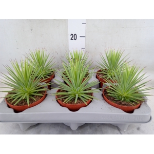 Agave stricta 'Nana'