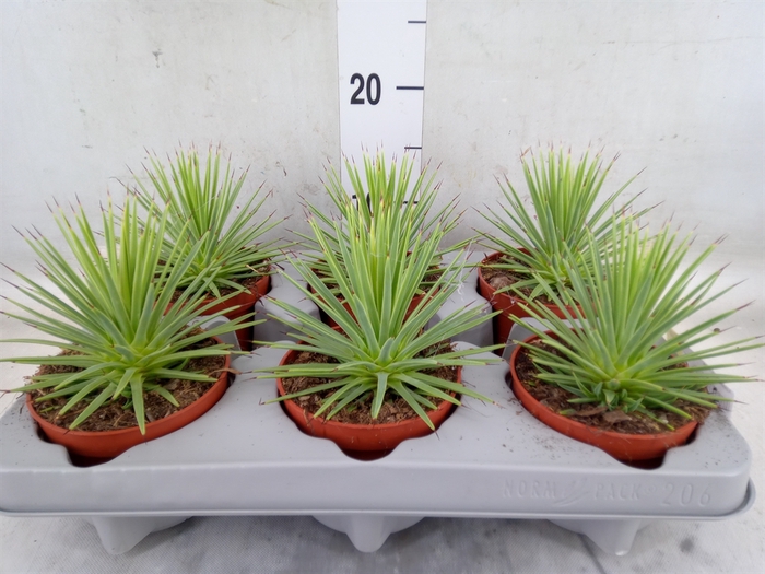 <h4>Agave stricta 'Nana'</h4>