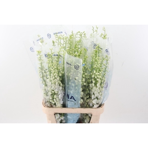 Delph Du C Wh Shades