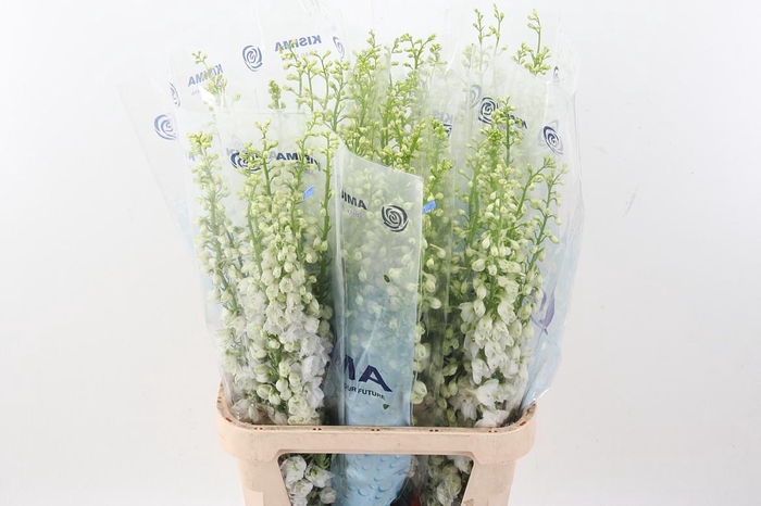 <h4>Delph Du C Wh Shades</h4>