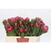 Protea Brenda