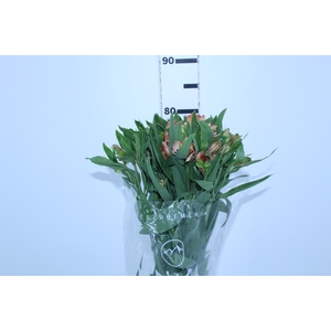 ALSTROEMERIA MOTION 080 CM LARANJA