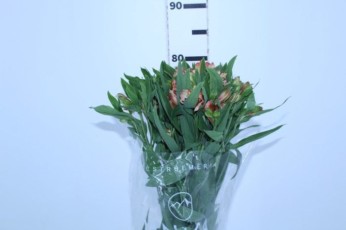 ALSTROEMERIA MOTION 080 CM LARANJA