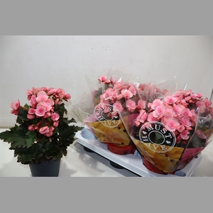 Beg Du Mo 2 Joy Pink