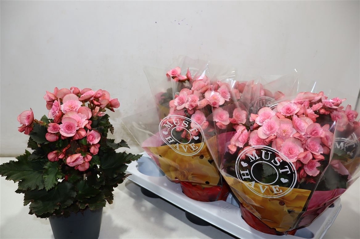 <h4>Beg Du Mo 2 Joy Pink</h4>