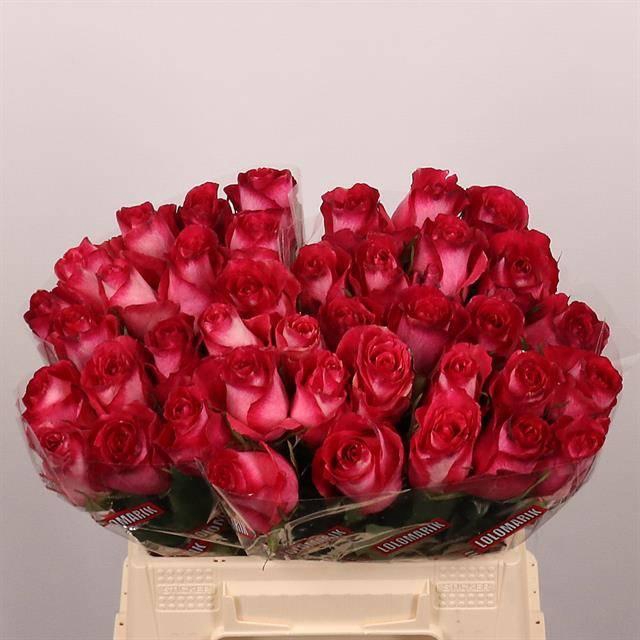 <h4>R GR NICOLETTA</h4>