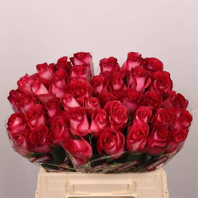 <h4>R GR NICOLETTA</h4>