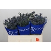 Eryngium Blue Dynamite