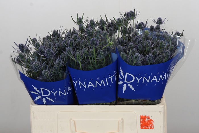 Eryngium Blue Dynamite