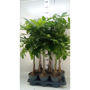 Pachira aquatica