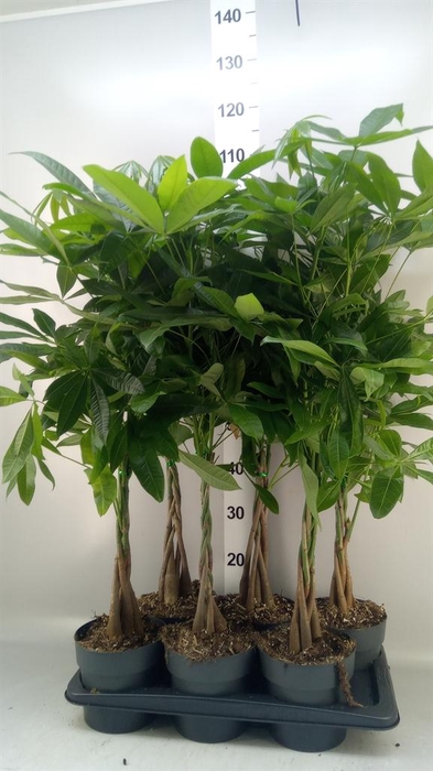 <h4>Pachira aquatica</h4>