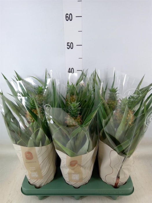 <h4>Ananas  'Mi Amigo'</h4>