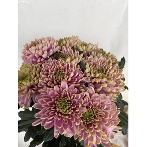 CHR G ROSS CHARLOTTE