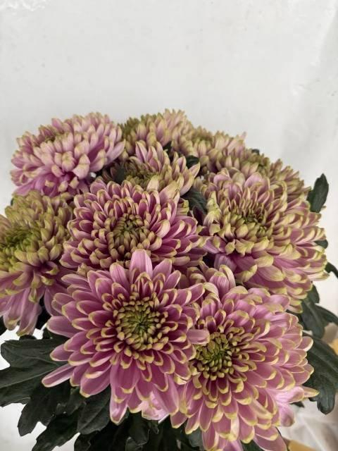 <h4>CHR G ROSS CHARLOTTE</h4>