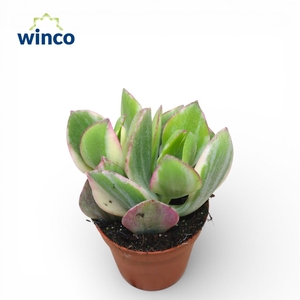 Crassula Ovata Variegata