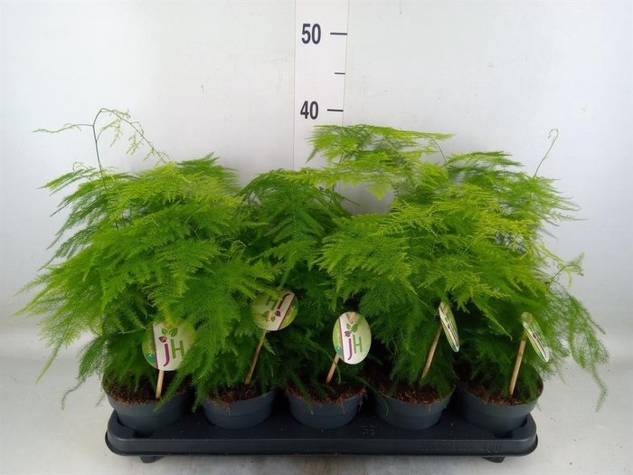 <h4>Asparagus setaceus</h4>