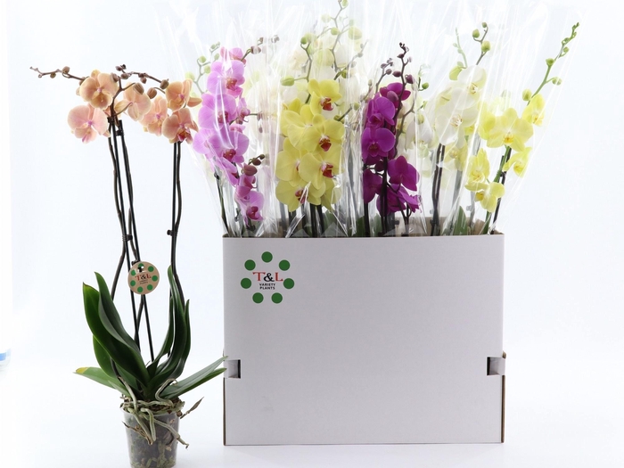 <h4>PHAL GEM 6 KL</h4>