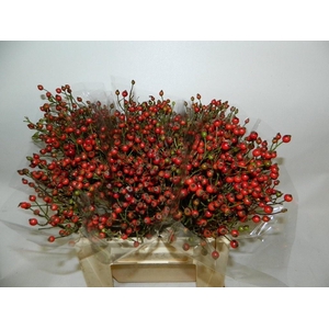 Rosa Coffe Fruitilia