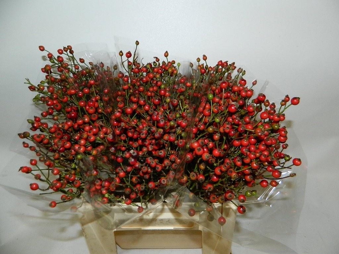 <h4>Rosa Coffe Fruitilia</h4>