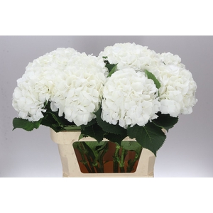Hyd Verena White