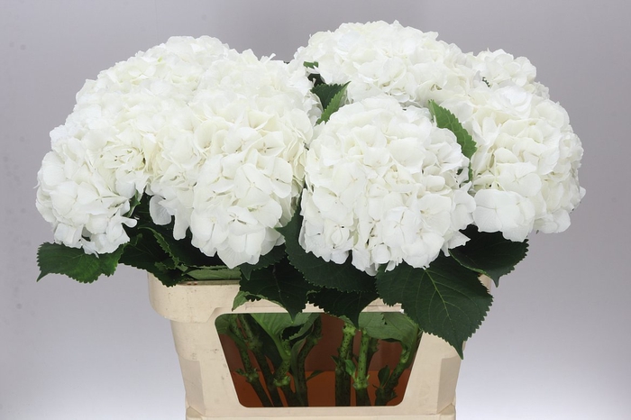 <h4>Hyd Verena White</h4>