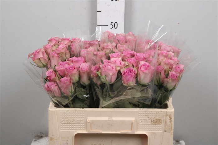 <h4>R Gr Flirt</h4>