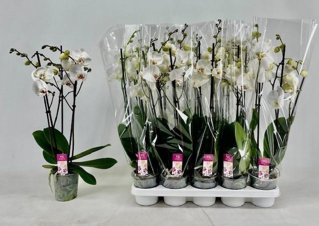 <h4>PHAL OV WIT</h4>