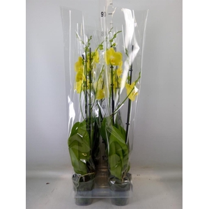 Phalaenopsis  'FC Mirage'