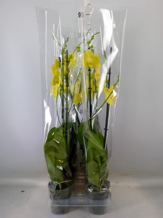 <h4>Phalaenopsis  'FC Mirage'</h4>