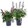 Salvia Salgoon gemengd