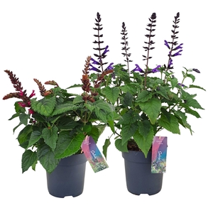 Salvia Salgoon gemengd