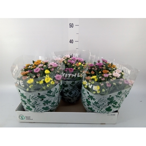 Chrysanthemum  'Elixer'