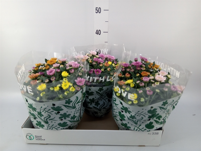 <h4>Chrysanthemum  'Elixer'</h4>