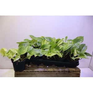 Epipr Marble Queen