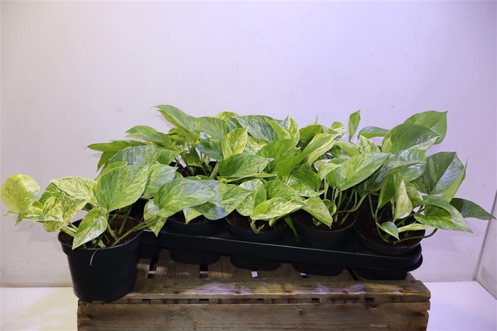 <h4>Epipr Marble Queen</h4>