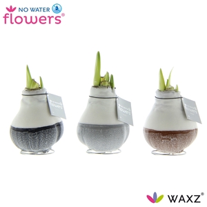 No Water Flowers Waxz® Dipz Natural