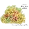 GYPS PA SPRING MIX