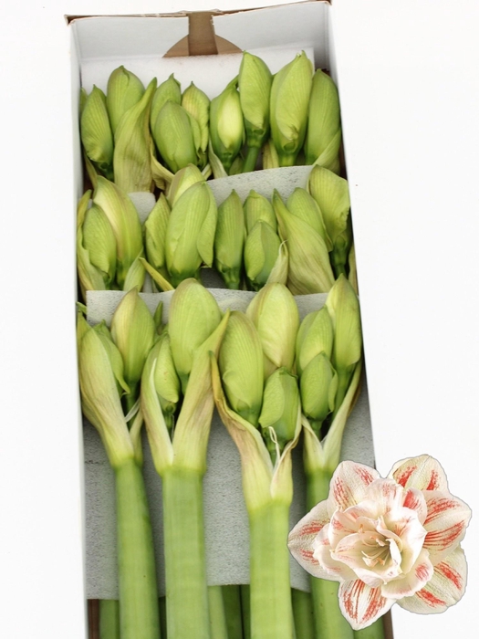 <h4>HIPP DG NYMPH</h4>